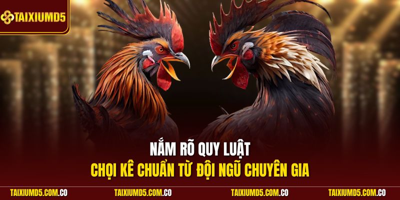 Nắm rõ quy luật chọi kê chuẩn từ đội ngũ chuyên gia