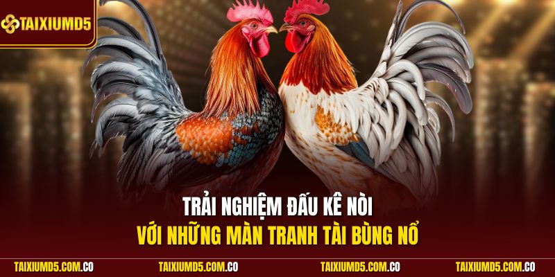 Trải nghiệm đấu kê nòi với những màn tranh tài bùng nổ